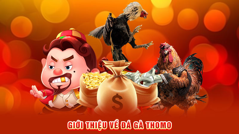giới thiệu về đá gà thomo