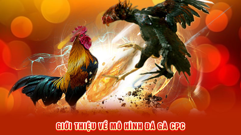giới thiệu về mô hình đá gà cpc