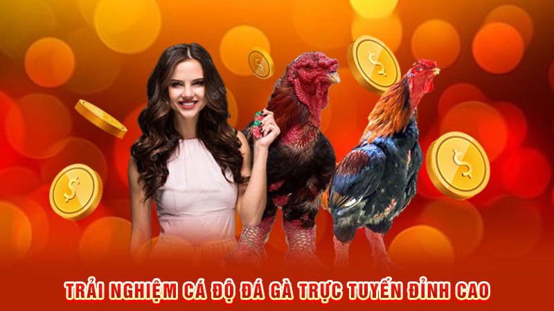 trải nghiệm cá độ đá gà trực tuyến đỉnh cao